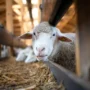 Tips Menggolah Kepala Kambing Agar Tidak Bau