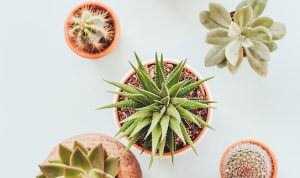Rekomendasi Tanaman yang Cocok untuk Pemula dalam Berkebun! Rekomendasi Tanaman yang Cocok untuk Pemula dalam Berkebun!