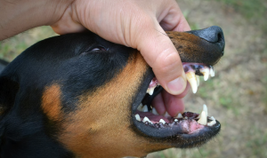 Viral Video Bocah 5 Tahun Meninggal karena Digigit Anjing Rabies, Begini Ciri Anjing yang Terkena Rabies!