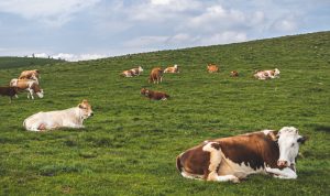 Provincial Government: Demand for Sacrificial Cattle in 2023 Increases by 40 Percent