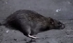 Tikus di Paris Over Populasi? Warga Paris Diminta Hidup Berdampingan dengan Tikus Tikus di Paris Over Populasi? Warga Paris Diminta Hidup Berdampingan dengan Tikus