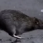 Tikus di Paris Over Populasi? Warga Paris Diminta Hidup Berdampingan dengan Tikus Tikus di Paris Over Populasi? Warga Paris Diminta Hidup Berdampingan dengan Tikus