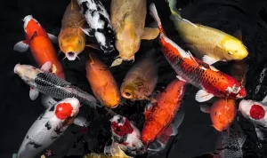 Apakah Ikan Koi Boleh Dimakan? Simak Penjelasannya di sini!