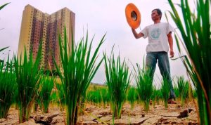 Antisipasi El Nino Dinas TPH Jawa Barat berencana membagikan bantuan benih padi varietas lahan kering kepada kelompok petani.