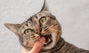 HATI-HATI! Begini 6 Ciri Kucing yang Terinfeksi Rabies