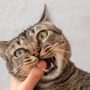 HATI-HATI! Begini 6 Ciri Kucing yang Terinfeksi Rabies HATI-HATI! Begini 6 Ciri Kucing yang Terinfeksi Rabies