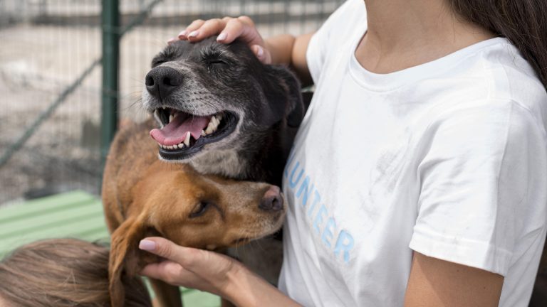 6 Ciri Hewan Rabies yang Wajib Kamu Tahu – jabarekspres.com