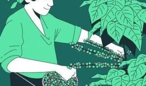 Indonesia Menjadi Negara Penghasil Kopi Terbesar ke-3 di Dunia!