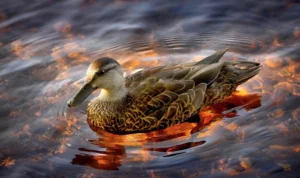 Ilustrasi Duck Syndrome yang harus segera di atasijika sudah terlihat gejalanya. (pixabay)