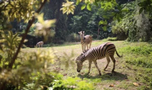 Kebun Binatang Bandung