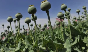 Taliban Berhasil Memusnahkan Sebagian Besar Ladang Opium Afganistan Kurang dari 1 Tahun
