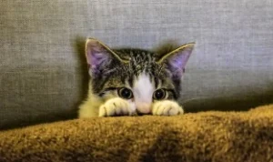 Ilustrasi cara membahagiakan kucing yang sedang terlihat murung dan sedih. (freepik)