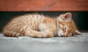 Ilustrasi puluhan kucing mati di Korea Selatan yang didugas terinfeksi flu burung. (pixabay)
