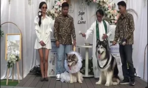 Viral ! Pernikahan Anjing Mewahnya Melebihi Pernikahan Manusia Viral ! Pernikahan Anjing Mewahnya Melebihi Pernikahan Manusia