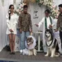 Viral ! Pernikahan Anjing Mewahnya Melebihi Pernikahan Manusia