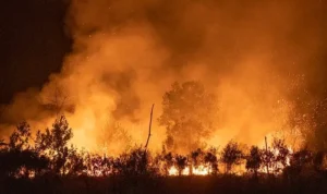 Kebakaran Hutan di Aljazair Tewaskan 25 Orang Kebakaran Hutan di Aljazair Tewaskan 25 Orang (NOVA WAHYUDI/ANTARA FOTO)