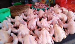 Kok Bisa ? Harga Ayam di Peternak Turun tapi di Pasar Tidak ?