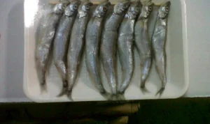 Ini Dia Manfaat Ikan Shisamo yang Dikonsumsi Cipung!