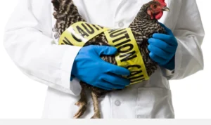 Wabah Flu Burung Menerjang Korea Selatan, Sejumlah Kucing Tewas Dalam Jumlah Besar! Wabah Flu Burung Menerjang Korea Selatan, Sejumlah Kucing Tewas Dalam Jumlah Besar!