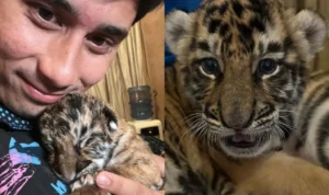 Alshad dan Cenora Anak Harimau yang Mati/ Kolase Instagram @alshadahmad