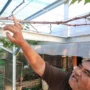 Anggota Polsek Sumedang Bertani Anggur, Jadi Pilihan Bisnis yang Menjanjikan Jelang Pensiun