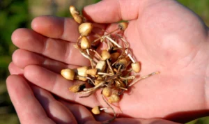 Australia Jadi Negara Pertama yang Melegalkan Penggunaan Magic Mushroom untuk Pasien Depresi-PTSD Australia Jadi Negara Pertama yang Melegalkan Penggunaan Magic Mushroom untuk Pasien Depresi-PTSD