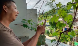Haris (43) warga Sumedang sedang menunjukan anggur jenis ninel yang ditanamnya di halaman rumah, Sabtu 8 Juli 2023 Siang. (Jabar Ekspres/Dedi Suhandi)