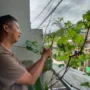 Haris (43) warga Sumedang sedang menunjukan anggur jenis ninel yang ditanamnya di halaman rumah, Sabtu 8 Juli 2023 Siang. (Jabar Ekspres/Dedi Suhandi)