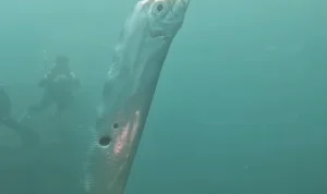 Ikan Oarfish yang Disebut Ikan Kiamat/ Dok. Instagram @chengruwang