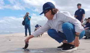 Pelestarian Penyu di Indonesia, Pelepasan Tukik oleh UGM! Pelestarian Penyu di Indonesia, Pelepasan Tukik oleh UGM!