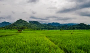 Integrated Farming Sumedang