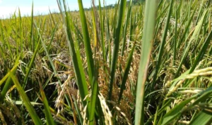 Pemkab Purwakarta Siapkan Lahan Sawah Untuk Produksi Beras Nutri Zinc