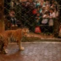 Peringati International Tiger Day 2023, TSI Bogor Berikan Promo Menarik Untuk Pengunjung