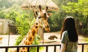 Plh Wali Kota Bandung Ema Sumarna menggandeng PKBSI untuk mengelola ratusan spesies satwa di tengah polemik Kebun Binatang Bandung. ANTARA/HO-Humas Bandung Zoo.