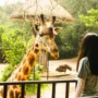 Plh Wali Kota Bandung Ema Sumarna menggandeng PKBSI untuk mengelola ratusan spesies satwa di tengah polemik Kebun Binatang Bandung. ANTARA/HO-Humas Bandung Zoo.