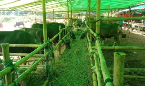 Tak Laku Terjual, Pedagang Sapi Asal Bima Dilarang Pulang