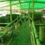 Tak Laku Terjual, Pedagang Sapi Asal Bima Dilarang Pulang