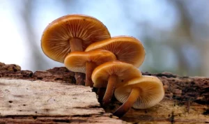 Viral Magic Mushroom Legal di Australia, Apa Itu? Ini Penjelasannya! Viral Magic Mushroom Legal di Australia, Apa Itu? Ini Penjelasannya!