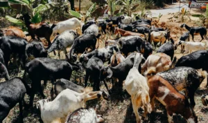 Ilustrasi. Pencurian 11 kambing di Bojongsari, Kota Depok. Pexels/cottonbro studio.