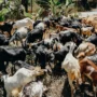 Ilustrasi. Pencurian 11 kambing di Bojongsari, Kota Depok. Pexels/cottonbro studio.