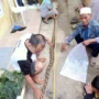 Warga di Cibadak Kabupaten Sukabumi dikejutkan dengan kemunculan ular sepanjang 3 meter berjenis ular sanca. (Istimewa)