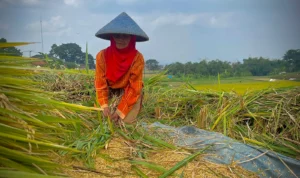 Bupati Bandung Barat Minta Masyarakat Tak Jual Lahan Pertanian ke Pengembang: Agar Pangan Tercukupi! Petani di wilayah Kecamatan Ngamprah, Kabupaten Bandung Barat tengah memanen padi. Senin (3/23). Foto: Jabareskpres