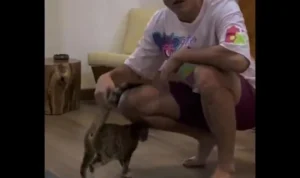 Bikin Mewek! Kucing Malang yang Ditolong Istri Densu Datang ke Rumah, Seperti Ingin Ucapkan Terimakasih! Densu dan Kucing yang ditolongnya