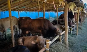 Cegah Penyebaran Wabah Antraks, Pemkot Perketat Distribusi Hewan Masuk ke Wilayah Kota Bandung