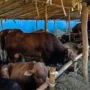 Cegah Penyebaran Wabah Antraks, Pemkot Perketat Distribusi Hewan Masuk ke Wilayah Kota Bandung