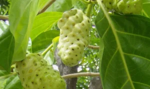 Pernah Coba Buah Mengkudu? Ketahui Manfaatnya untuk Kesehatan di Sini!