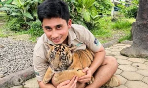 Kematian Anak Harimau Alshad Ahmad, Susi Pudjiastuti Ikut Marah Alshad Ahmad harimau