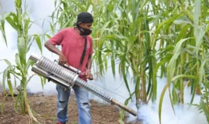 Bangladesh Faces Deadliest Dengue Outbreak in Five Years