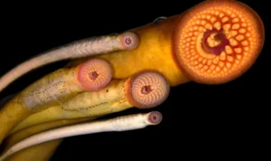 Penemuan Lamprey di Air Tawar, Belut Penghisap Darah asal Australia Penemuan belut penghisap darah di sungai Australia