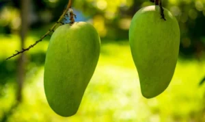 manfaat buah mangga